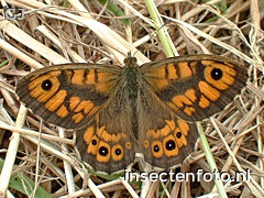vlinder (880*660)