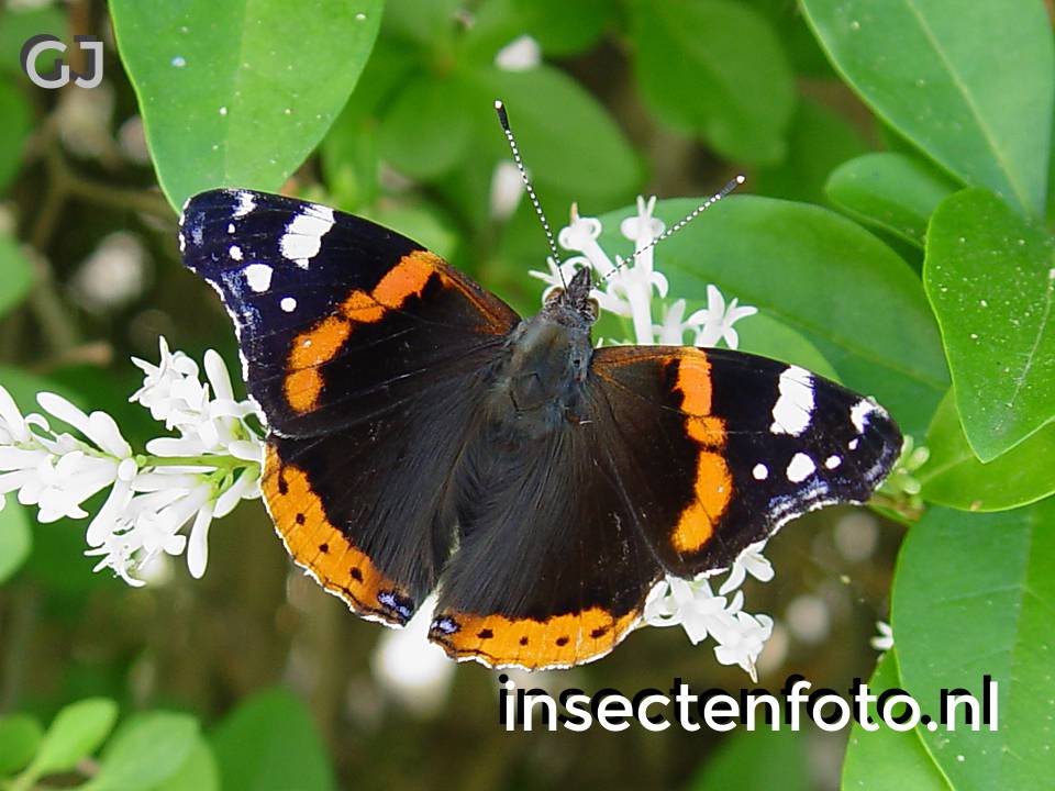 vlinder (1280*960)