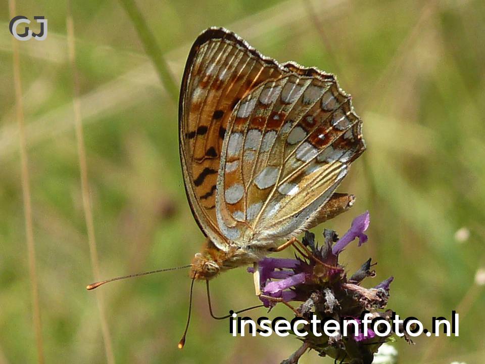 vlinder (1040*780)
