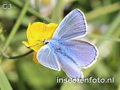 icarusblauwtje (2852*2139)<br>(polyommatus icarus)