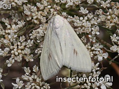 vlinder (2224*1668)