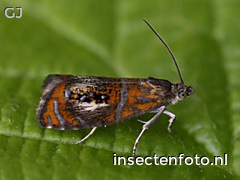 vlinder (1156*867)