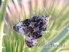 vlinder (1996*1497)