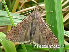 vlinder (720*540)