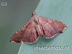 vlinder (1584*1188)