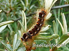 bastaardsatijnvlinder (2000*1500)<br>(euproctis chrysorrhoea)