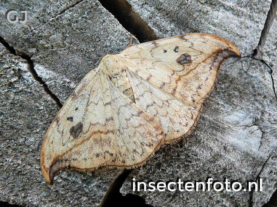 vlinder (1800*1350)