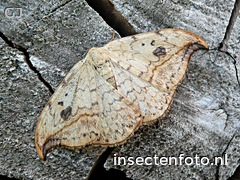 vlinder (1800*1350)