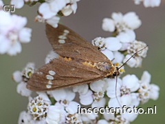 vlinder (1536*1152)