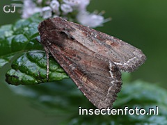 vlinder (2228*1671)