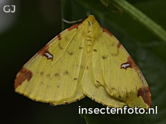 hagedoornvlinder (4000*3000)<br>(opisthograptis luteolata)