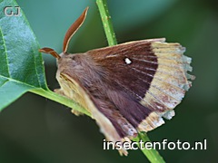 vlinder (3168*2376)