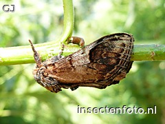 vlinder (1600*1200)