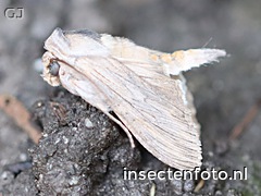 kamillevlinder (2468*1851)<br>(cucullia chamomillae)