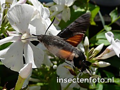 vlinder (1600*1200)