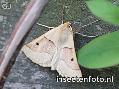 vlinder (4304*3228)