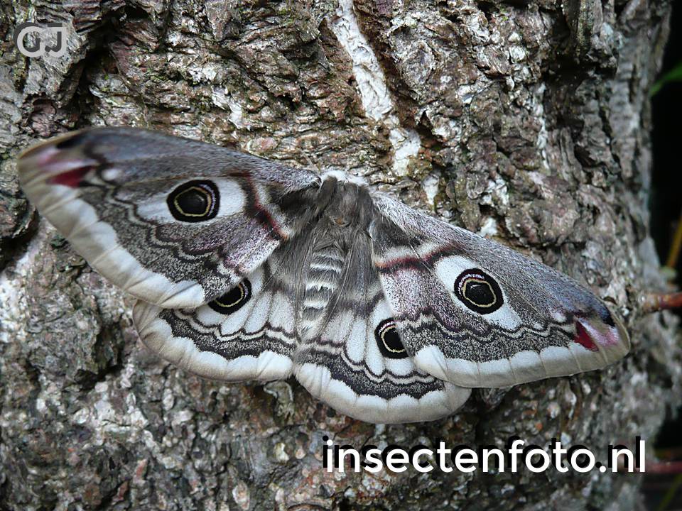 vlinder (3072*2304)