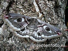 vlinder (3072*2304)