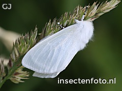 vlinder (3136*2352)