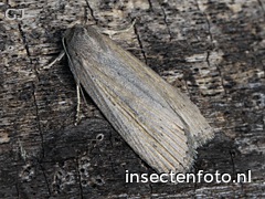 vlinder (2260*1695)