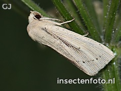 vlinder (2708*2031)