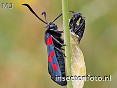 vijfvlek-sint-jansvlinder (2000*1500)<br>(zygaena trifolii)