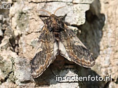 wilgentandvlinder (3800*2850)<br>(notodonta tritophus)