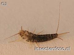 larve (1600*1200)